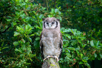 Verreaux's eagle-owl (Ketupa lactea), also commonly known as the milky eagle owl or giant eagle owl in the Netherlands