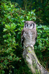 Verreaux's eagle-owl (Ketupa lactea), also commonly known as the milky eagle owl or giant eagle owl in the Netherlands