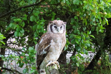 Verreaux's eagle-owl (Ketupa lactea), also commonly known as the milky eagle owl or giant eagle owl in the Netherlands