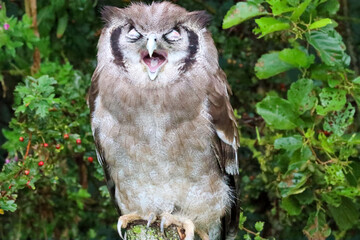 Verreaux's eagle-owl (Ketupa lactea), also commonly known as the milky eagle owl or giant eagle owl in the Netherlands
