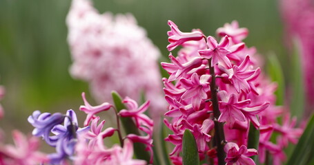 Tulips Plantation in Netherlands Agriculture