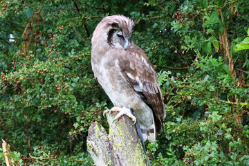 Verreaux's eagle-owl (Ketupa lactea), also commonly known as the milky eagle owl or giant eagle owl in the Netherlands