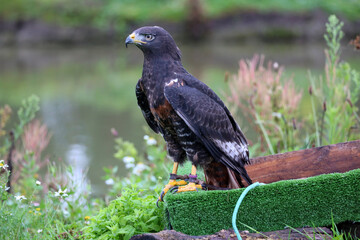 Jackal buzzard during a raptor show