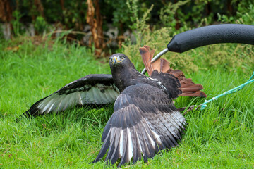 Jackal buzzard during a raptor show