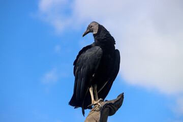 Black vulture during a raptor show