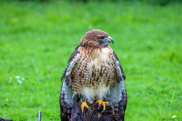 The red-tailed hawk (Buteo jamaicensis) during a raptor show