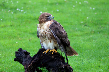 The red-tailed hawk (Buteo jamaicensis) during a raptor show