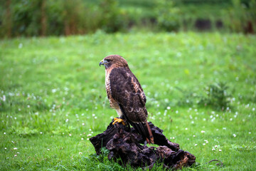 The red-tailed hawk (Buteo jamaicensis) during a raptor show