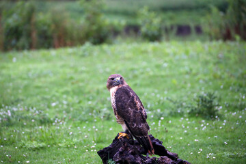 The red-tailed hawk (Buteo jamaicensis) during a raptor show