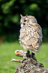 European eagle owl during a bird of prey show