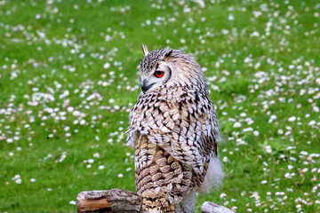 European eagle owl during a bird of prey show