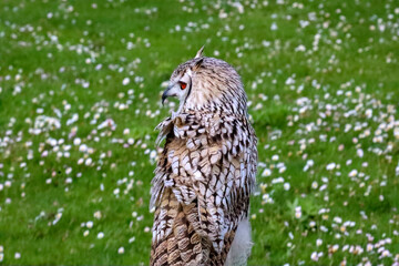 European eagle owl during a bird of prey show