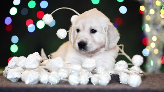 cute golden retriever puppy with christas lights and decorations
