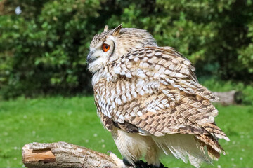 European eagle owl during a bird of prey show