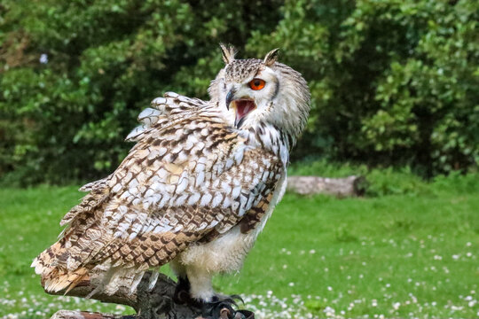 European eagle owl during a bird of prey show