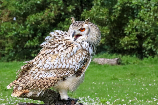 European eagle owl during a bird of prey show