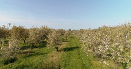 apple orchard in august aerial shoot