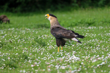 crested caracara (Caracara plancus) also known as the Mexican eagle
