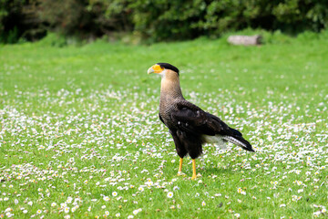 crested caracara (Caracara plancus) also known as the Mexican eagle