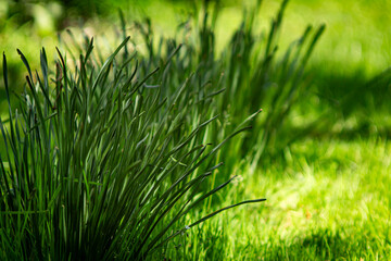 green stems of daffodils in the garden in summer on a sunny day on a background of green grass