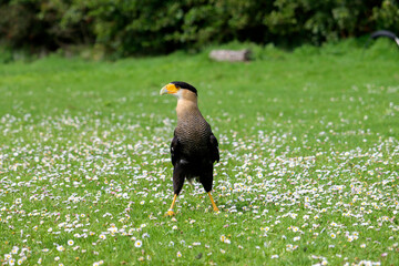 crested caracara (Caracara plancus) also known as the Mexican eagle