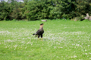 crested caracara (Caracara plancus) also known as the Mexican eagle