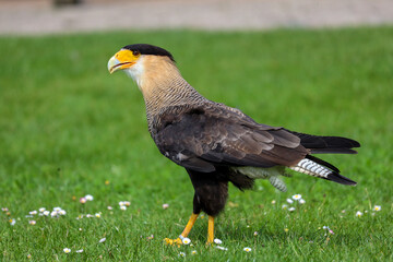crested caracara (Caracara plancus) also known as the Mexican eagle
