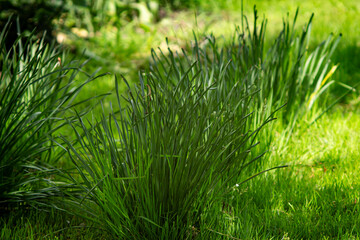 green stems of daffodils in the garden in summer on a sunny day on a background of green grass