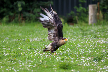 crested caracara (Caracara plancus) also known as the Mexican eagle