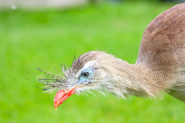 The red-legged seriema (Cariama cristata) also known as the crested cariama