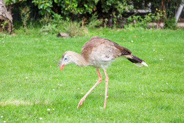 The red-legged seriema (Cariama cristata) also known as the crested cariama