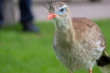 The red-legged seriema (Cariama cristata) also known as the crested cariama