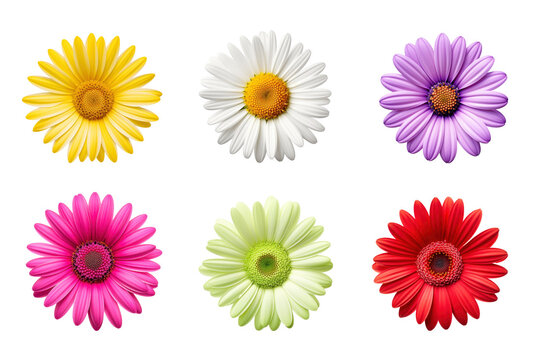 Set of daisy flowers isolated on transparent background