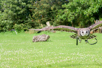 Verreaux's eagle-owl (Ketupa lactea), also commonly known as the milky eagle owl or giant eagle owl in the Netherlands