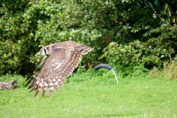 Verreaux's eagle-owl (Ketupa lactea), also commonly known as the milky eagle owl or giant eagle owl in the Netherlands