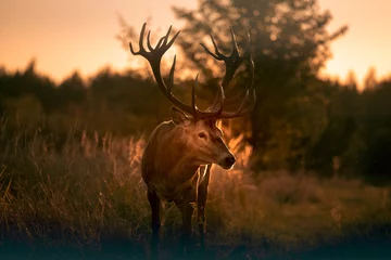 Schilderijen op glas Noble deer with majestic antlers in serene nature  © ashva