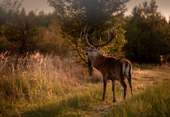 Noble deer with majestic antlers in serene nature
- 688167150