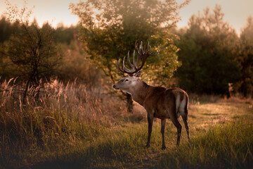 Noble deer with majestic antlers in serene nature
- 688167151