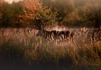 Noble deer with majestic antlers in serene nature
- 688167167