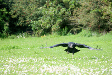 Black vulture during a raptor show