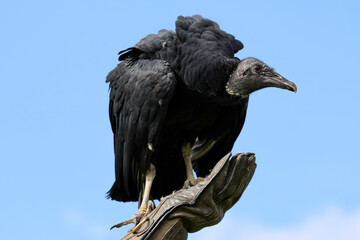 Black vulture during a raptor show