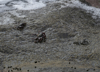 Moorish  Crab or Red Crab. (Grapsus adscensionis). South of Tenerife Island. Canary Islands. Spain.