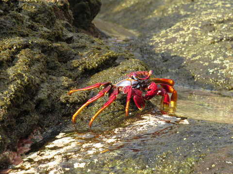 Moorish  Crab or Red Crab. (Grapsus adscensionis). South of Tenerife Island. Canary Islands. Spain.