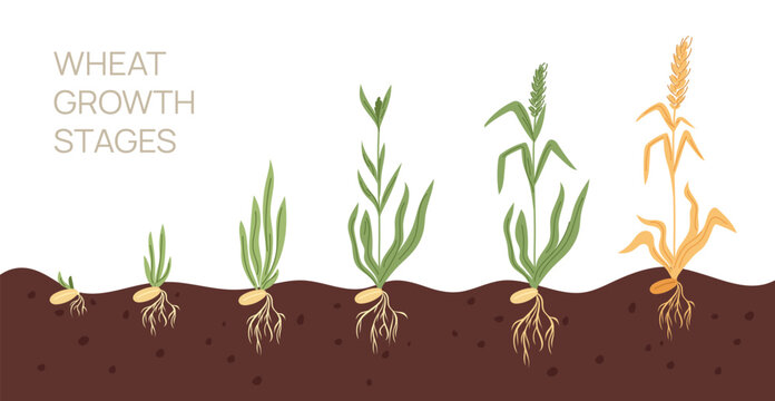 Wheat growth stages. Agricultural plant growing from seeds to rye ears. Sprout and spikelet. Grain culture development process. Life cycle. Barley cultivation. Garish vector concept