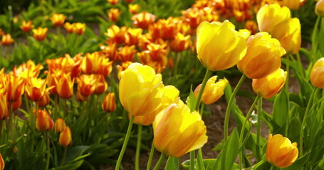 tulips on agruiculture field holland
