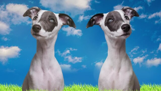 puppy whippet dog with clouds