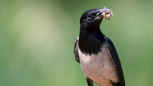 Rosy starling pastor roseus. A bird on a beautiful green background, with an insect in its beak. Close up.