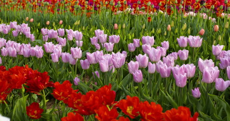 tulips on agruiculture field holland