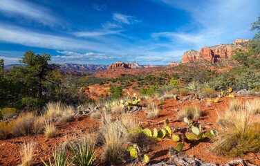 Scenic Desert Landscape, Cactus Plants, Distant Cathedral Red Rock Energy Vortex, Blue Skyline. ...