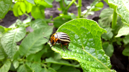 Colorado potato beetle pest on potato leaf